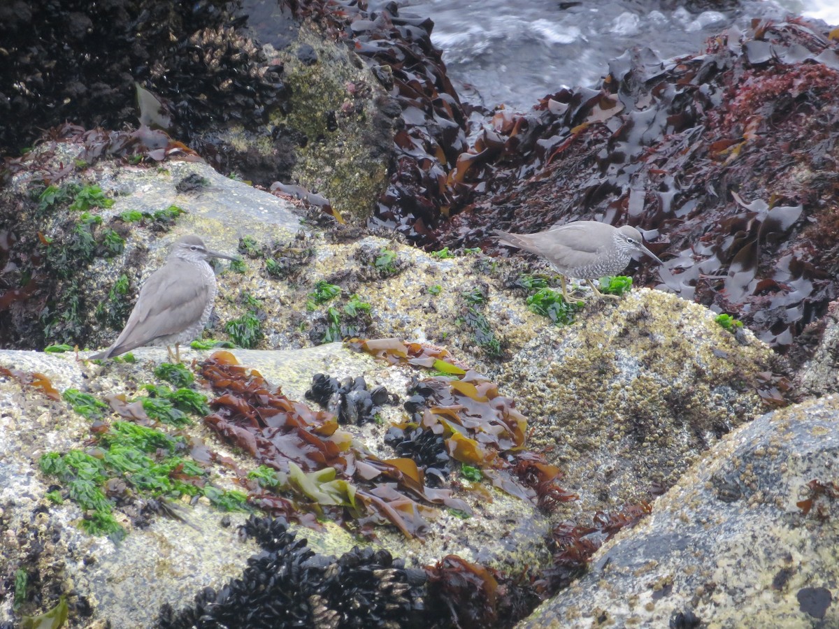 Wandering Tattler - ML29488311