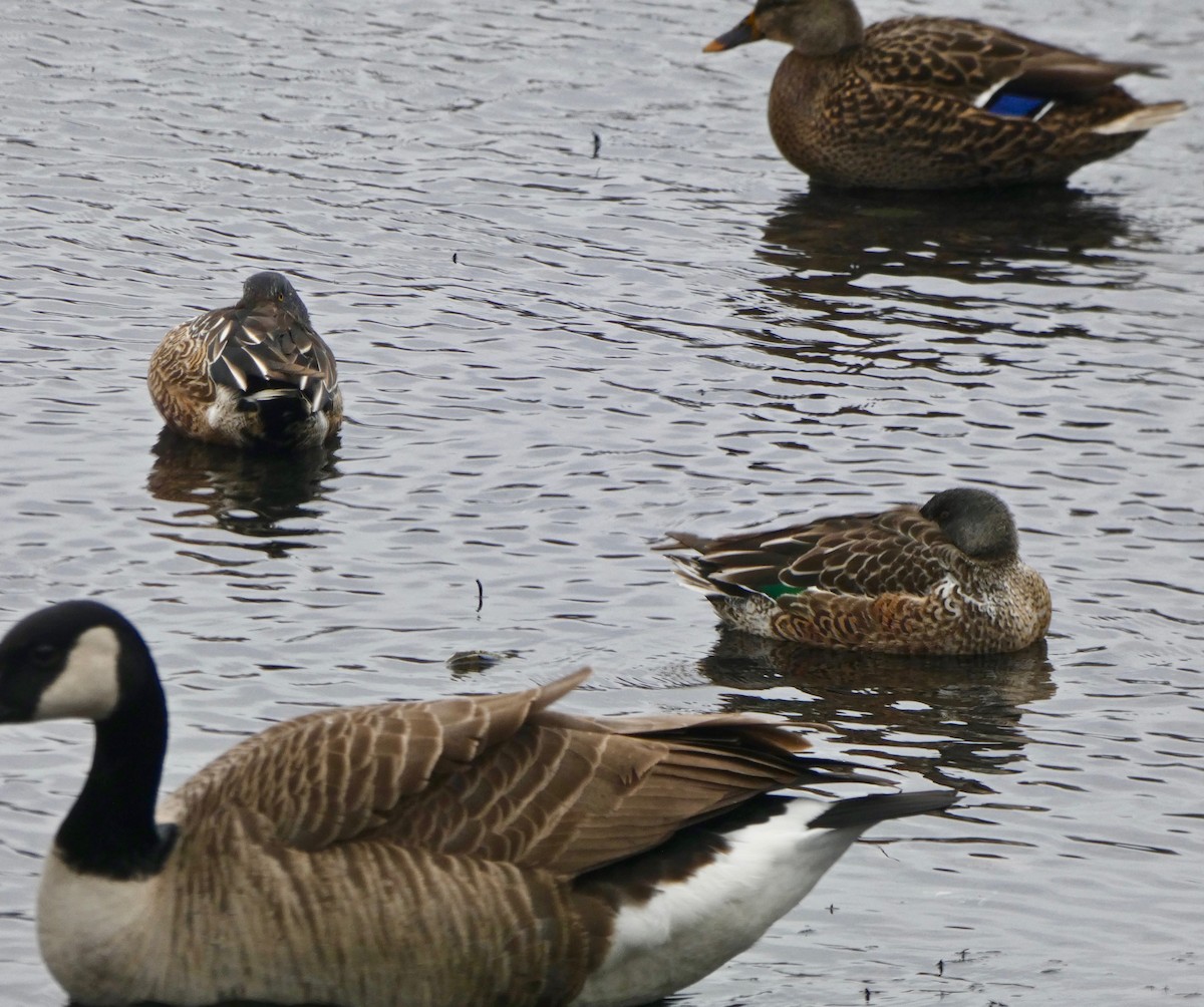 Northern Shoveler - Robert Mayer