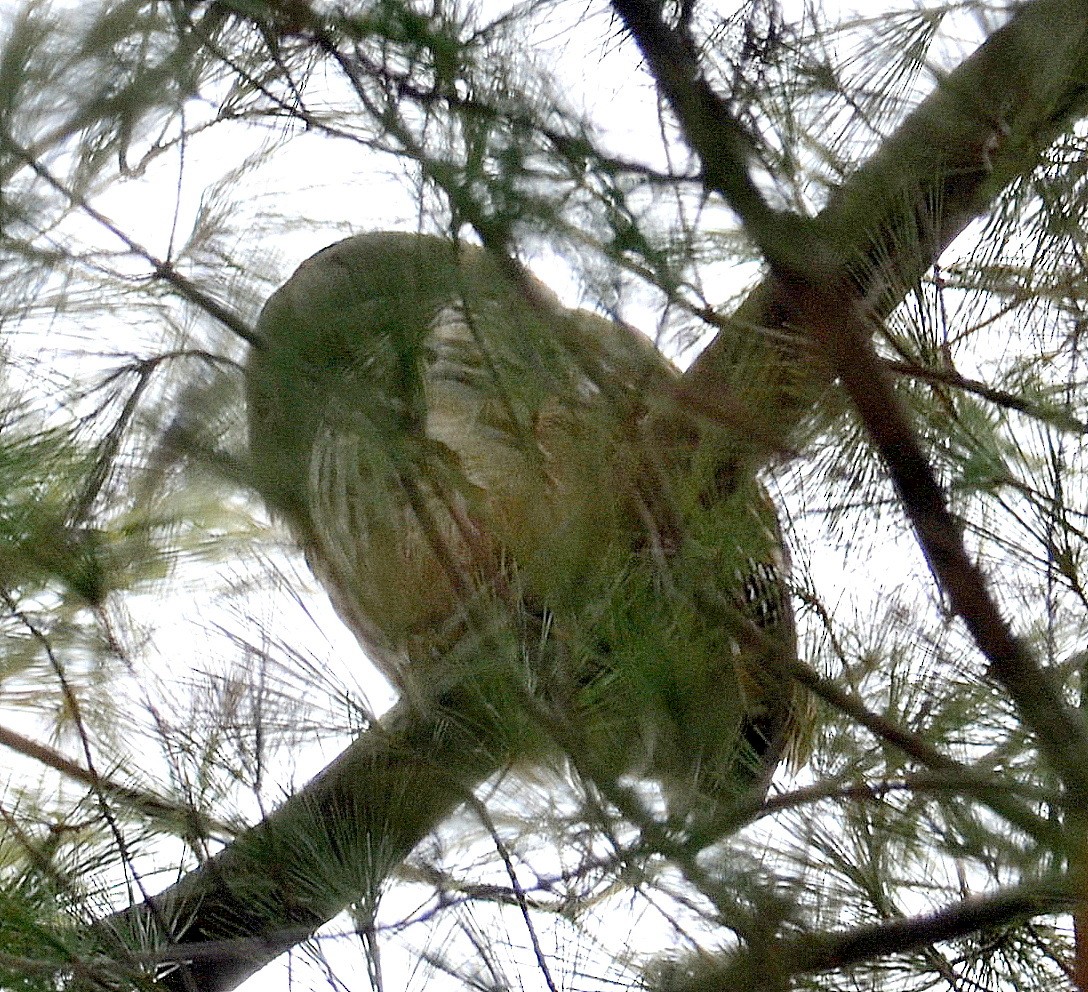 Barred Owl - ML294888121