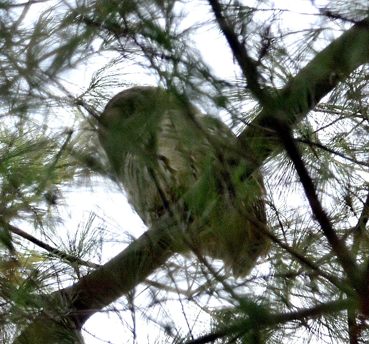 Barred Owl - ML294888281