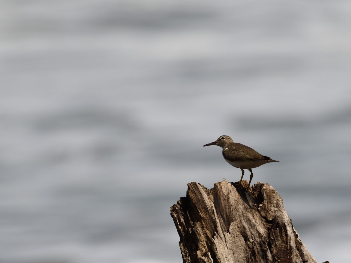 Набережник плямистий - ML294889551