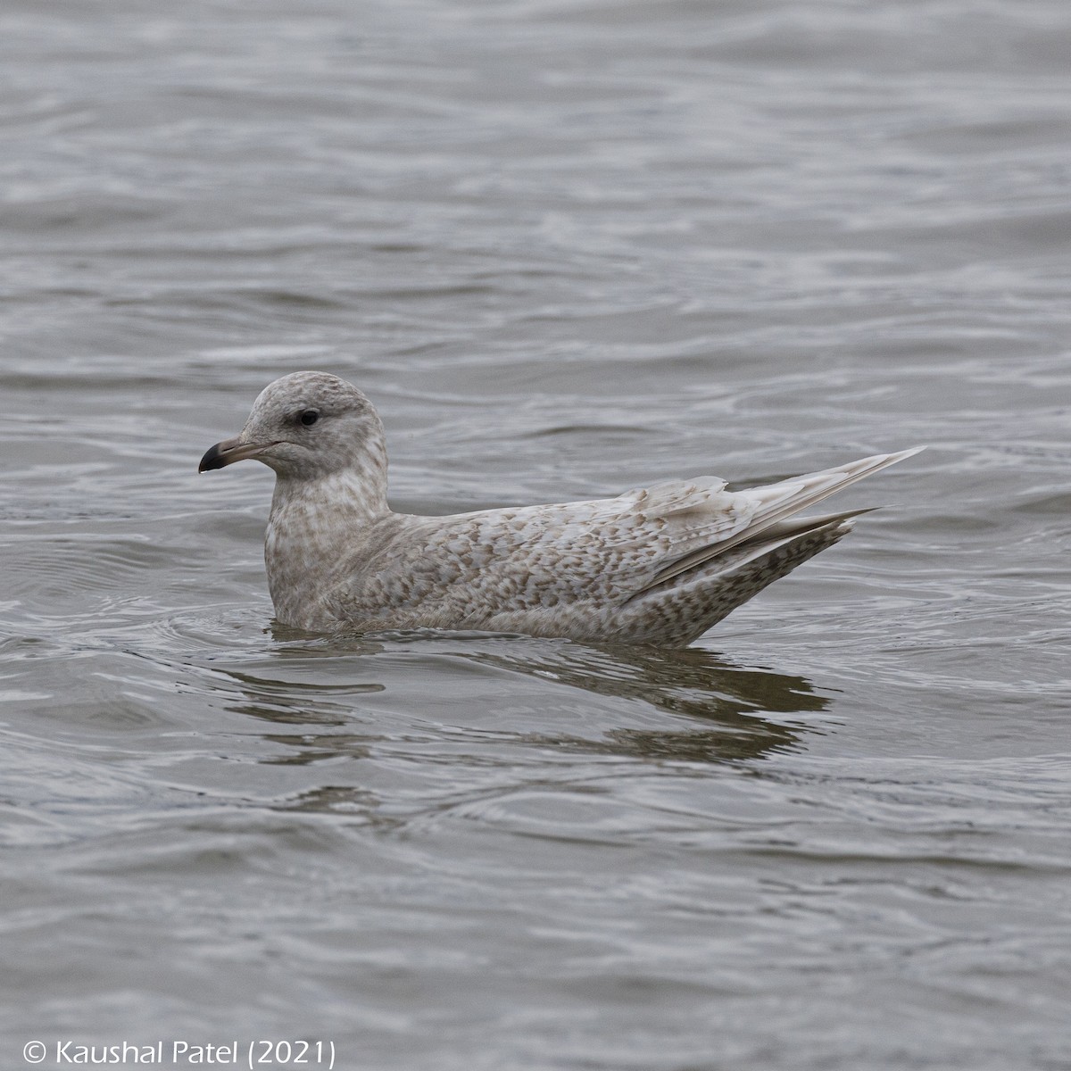 Iceland Gull - ML294889781