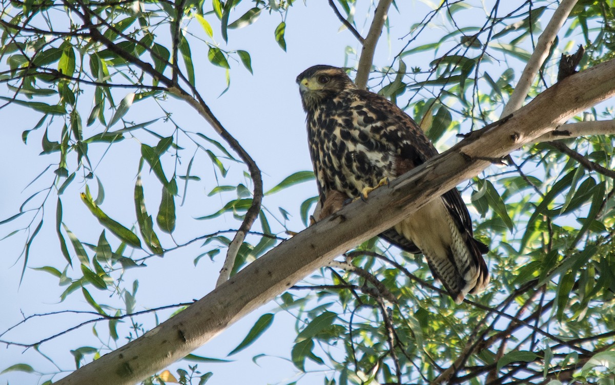 Harris's Hawk - ML294889811