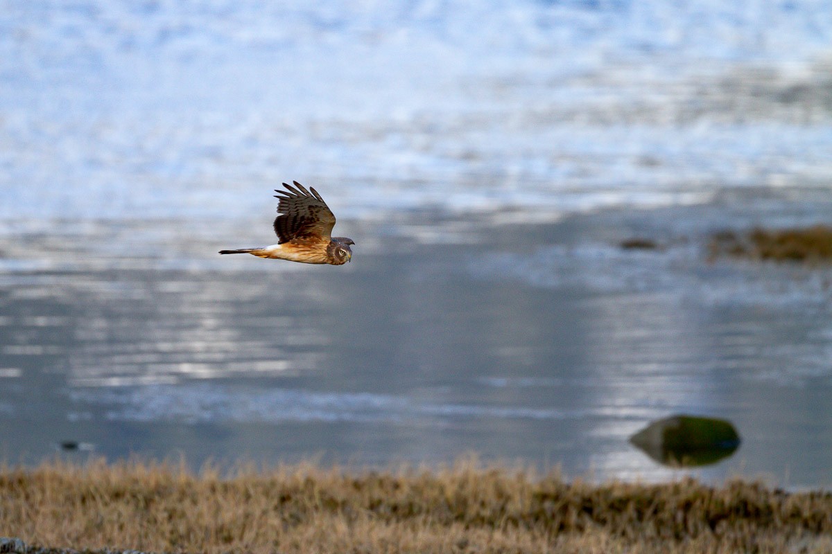 Aguilucho de Hudson - ML294891191