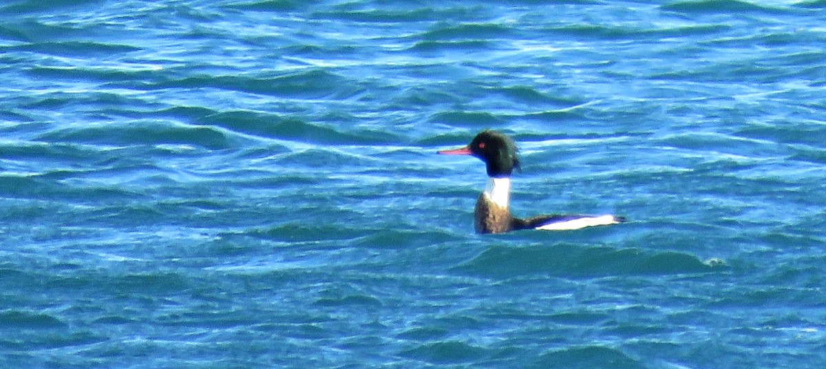 Red-breasted Merganser - ML294892161