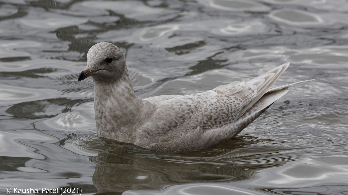 Iceland Gull - ML294892191