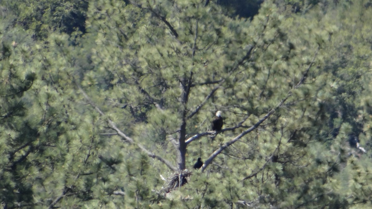 Bald Eagle - Robin Roberts