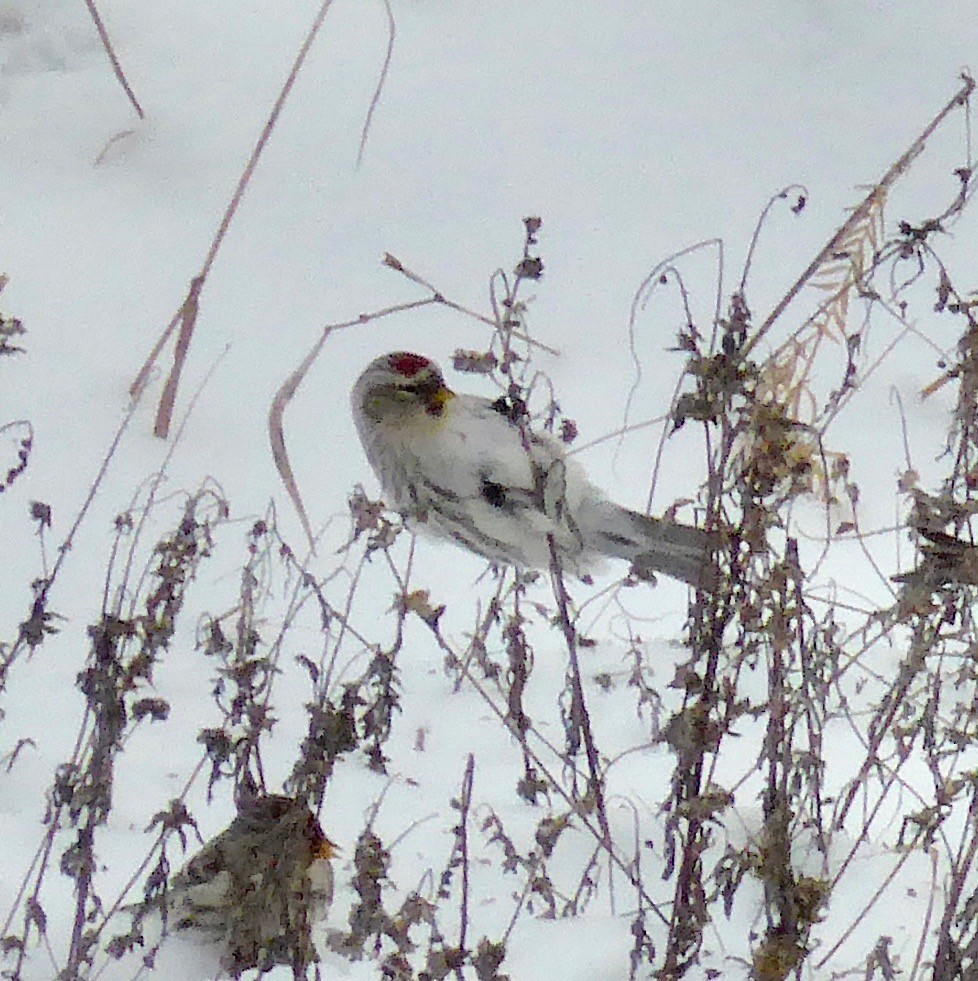 Hoary Redpoll - ML294894801