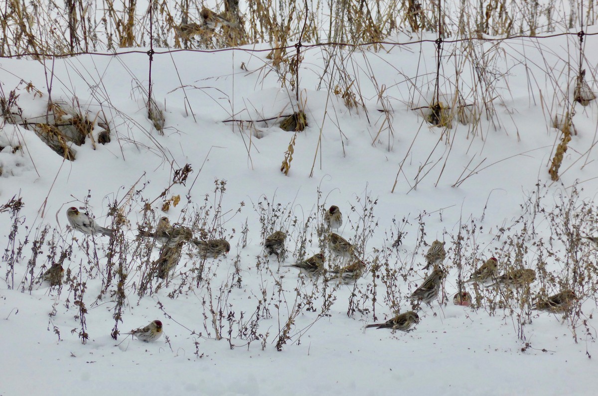 Common Redpoll - ML294894931