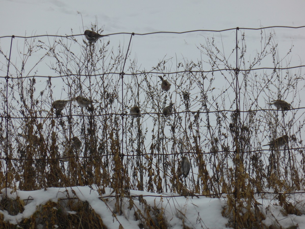 Common Redpoll - ML294895141