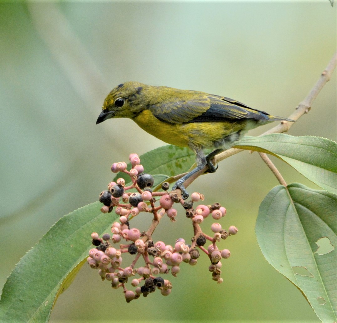 Yellow-throated Euphonia - ML294895311
