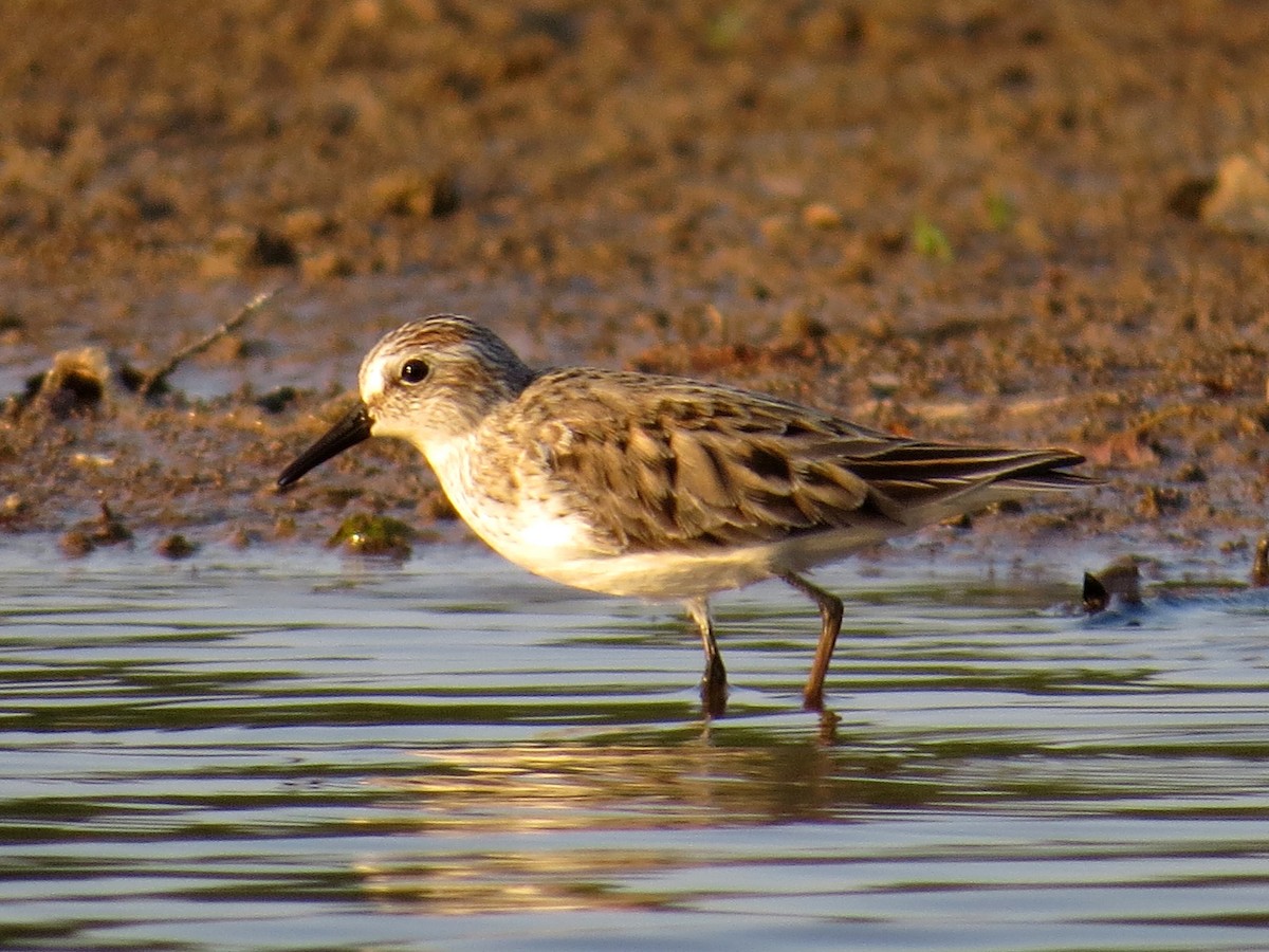 Semipalmated Sandpiper - ML29489591