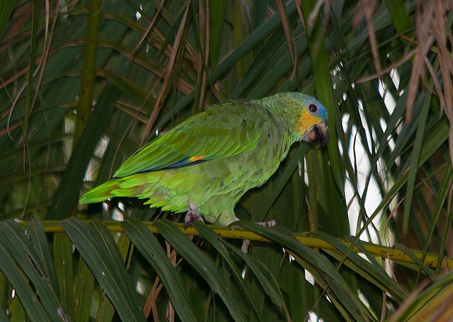 Orange-winged Parrot - ML294897011