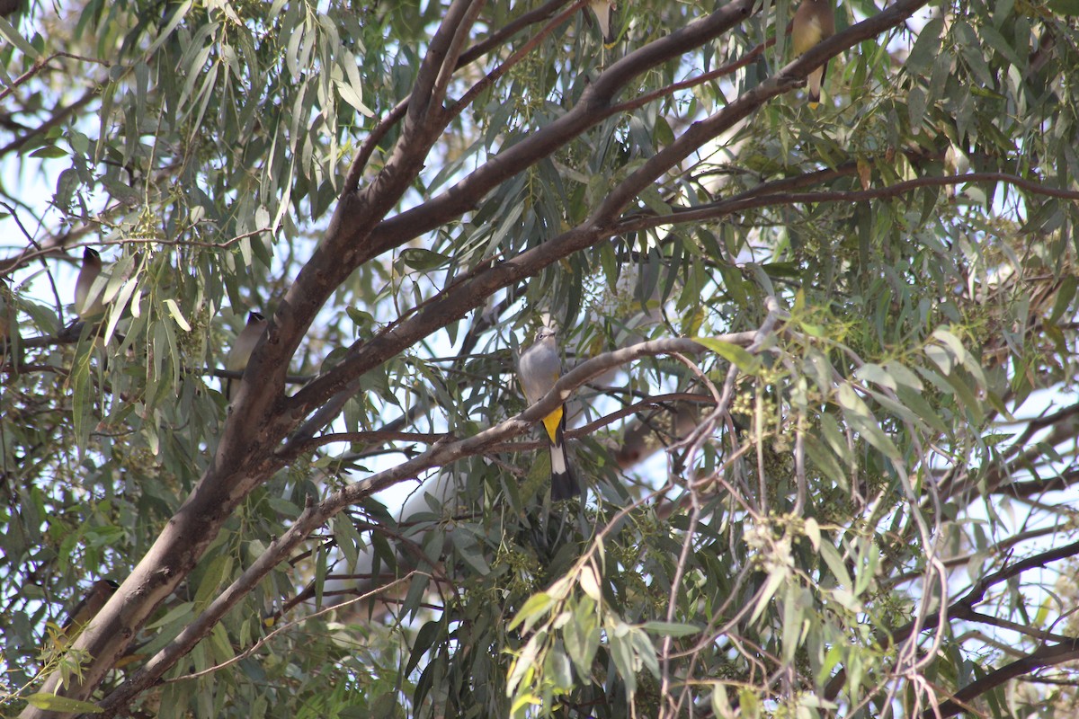 Gray Silky-flycatcher - Paola González