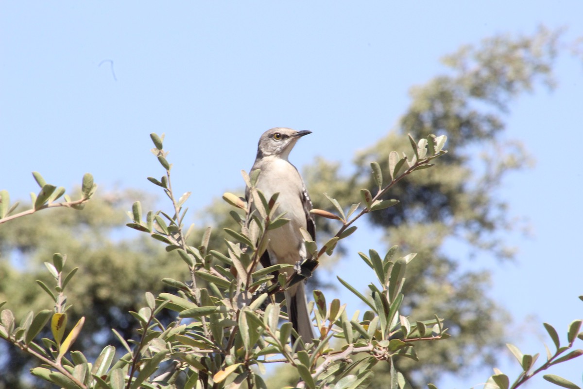 Northern Mockingbird - ML294897411