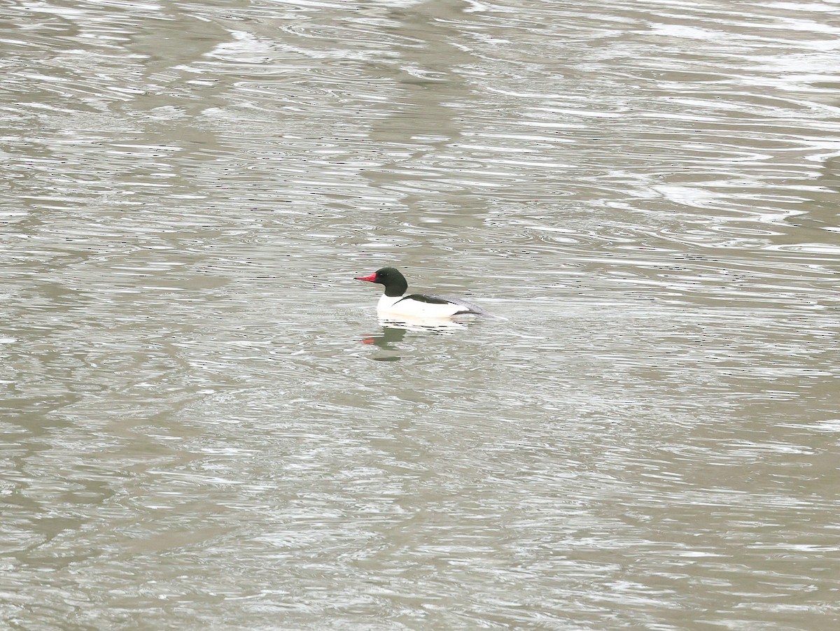 Common Merganser - ML294898701