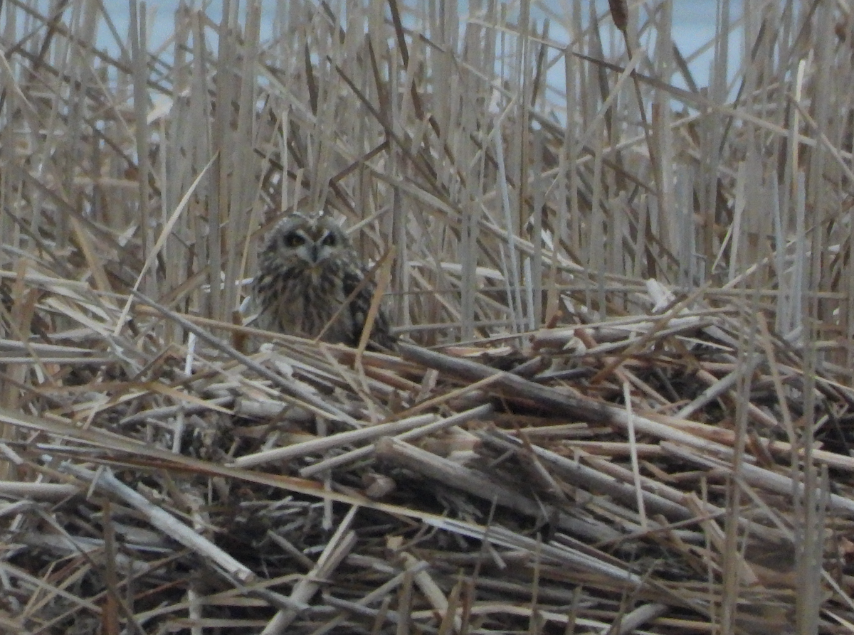 Short-eared Owl - Manny Salas