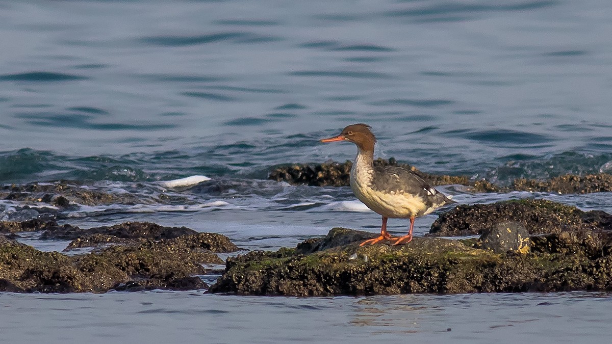 Red-breasted Merganser - Engin BIYIKOĞLU