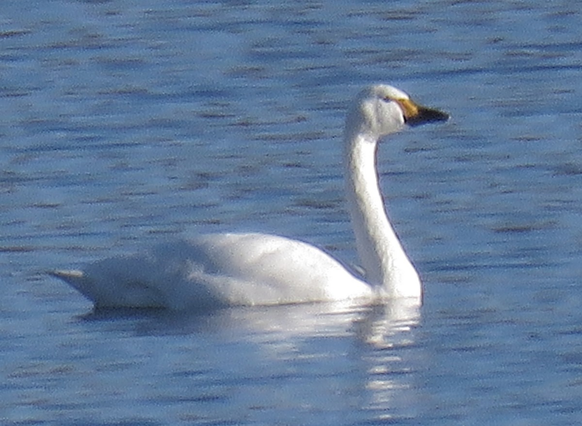 Tundra Swan (Bewick's) - Sergi Sales