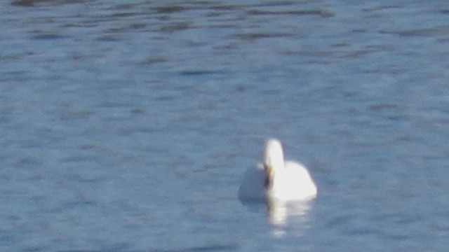Tundra Swan (Bewick's) - ML294899421