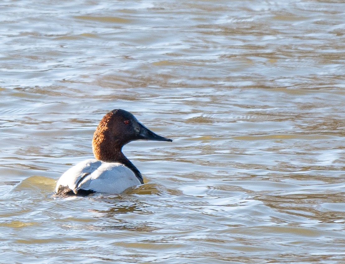 Canvasback - Mike Yough