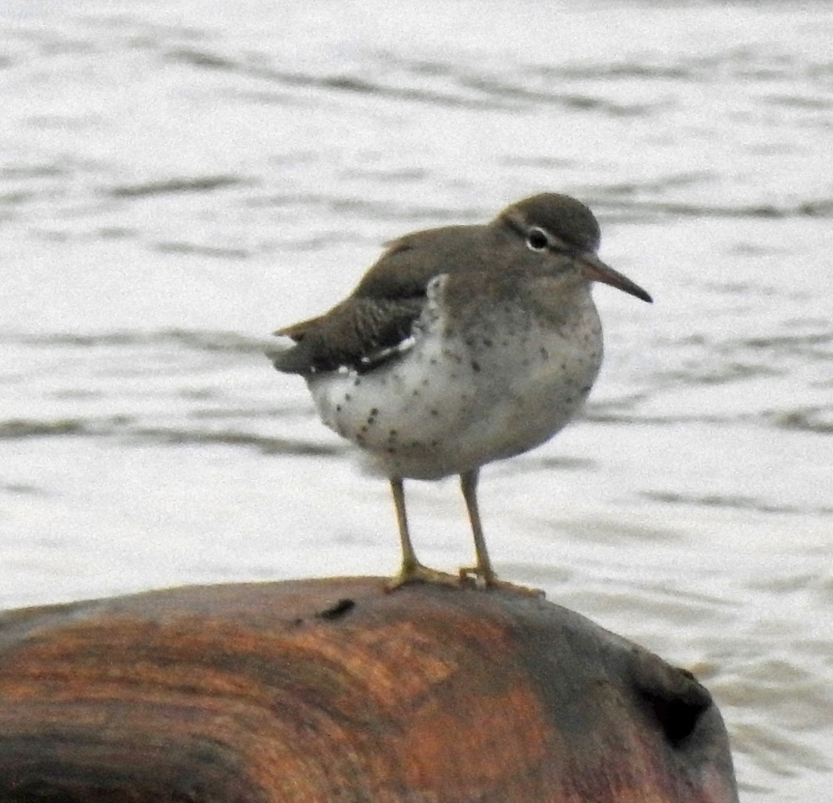 Spotted Sandpiper - ML294900601