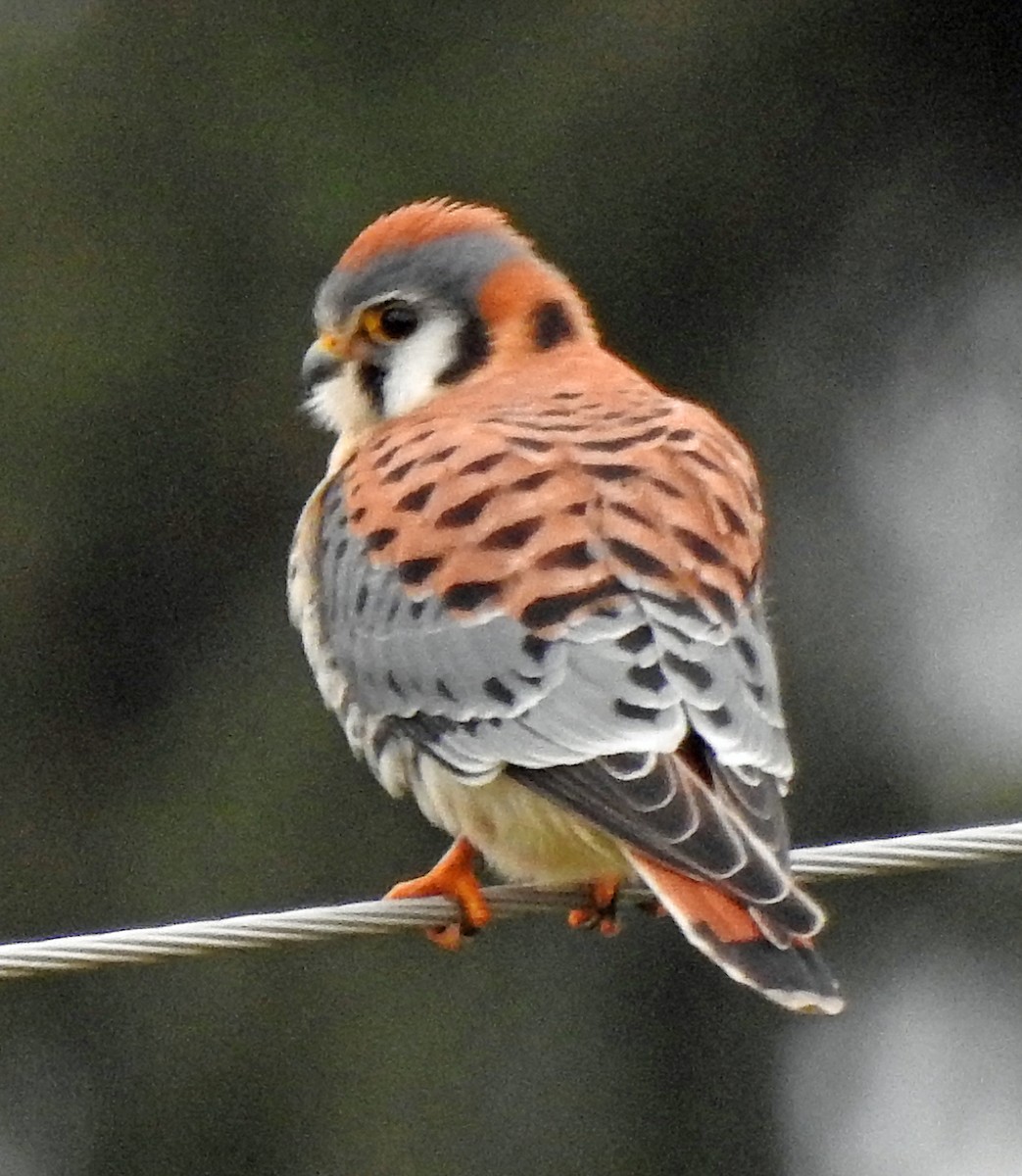 American Kestrel - ML294900741