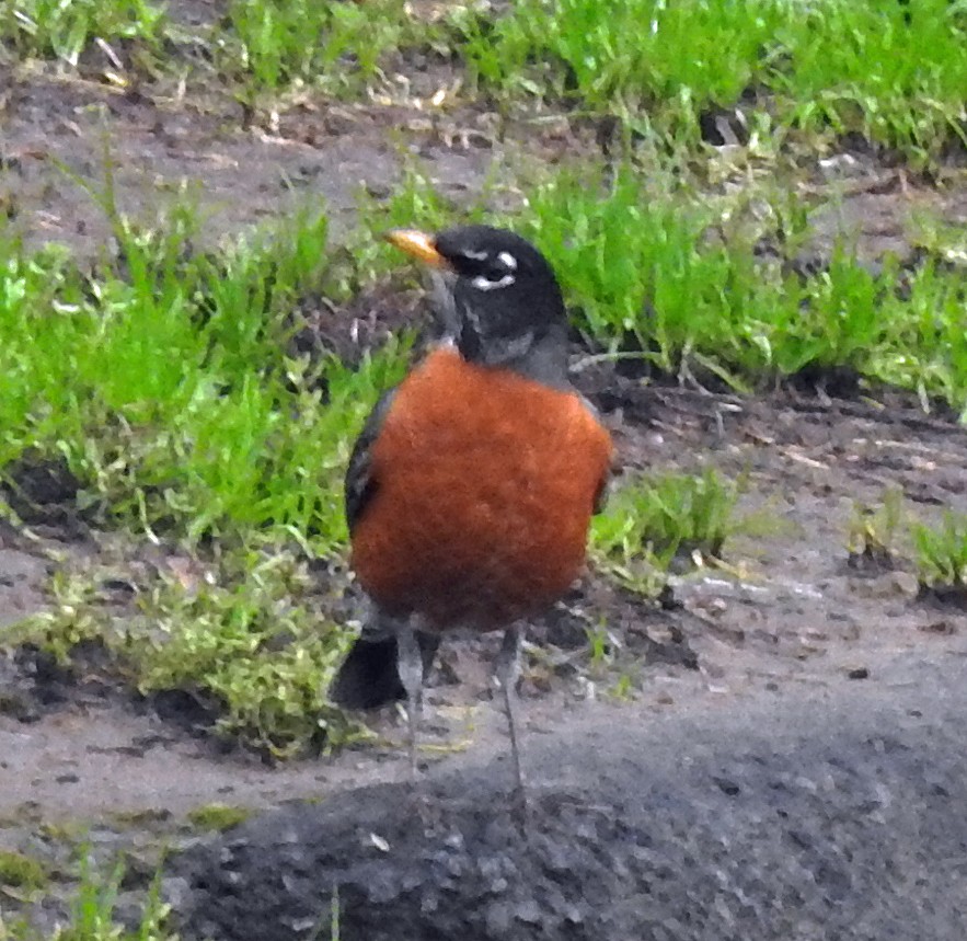 American Robin - ML294901011