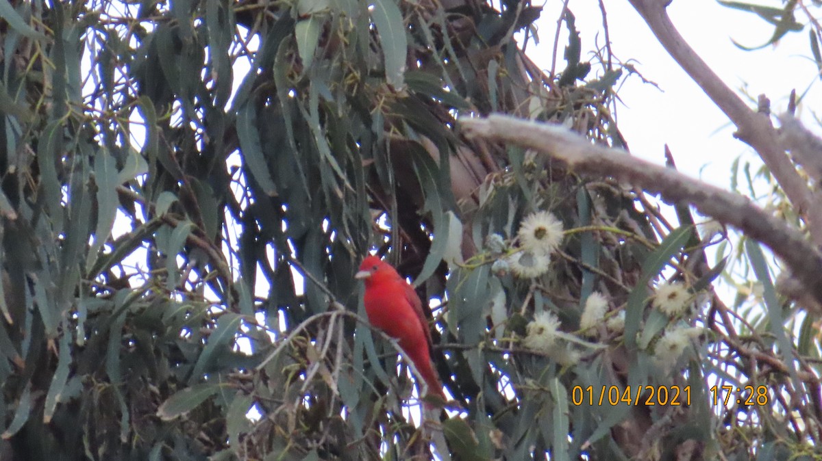 Summer Tanager - ML294901071