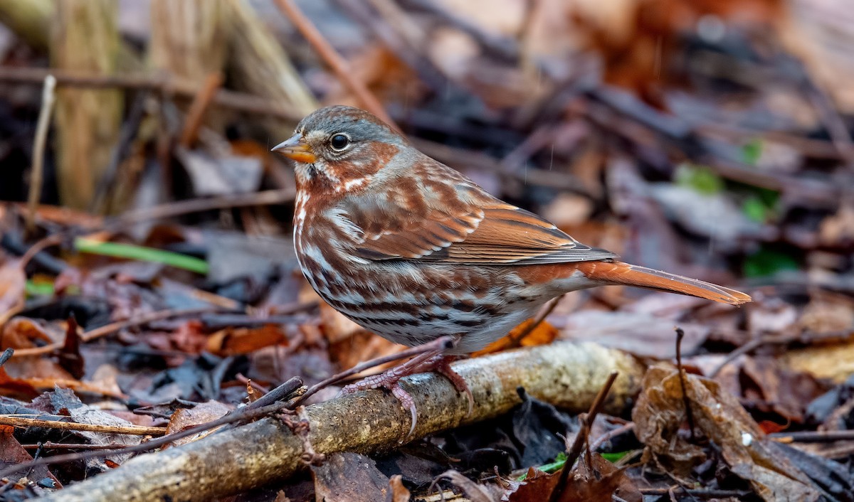Fox Sparrow (Red) - ML294901281