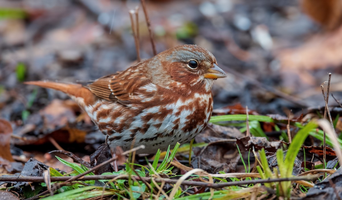 Fox Sparrow (Red) - ML294901291