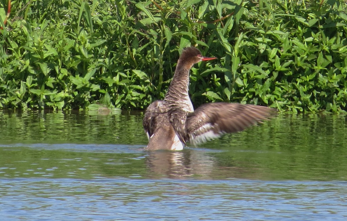 Red-breasted Merganser - Rick Saxton