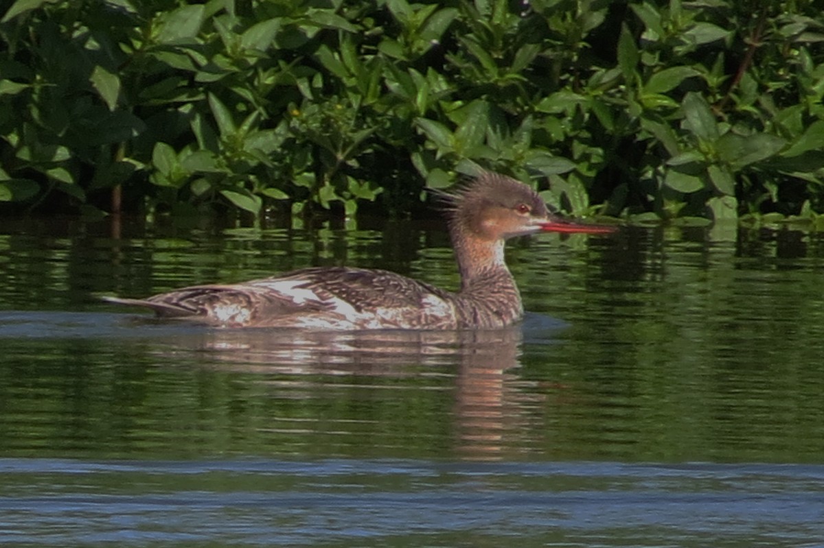 Red-breasted Merganser - ML29490271