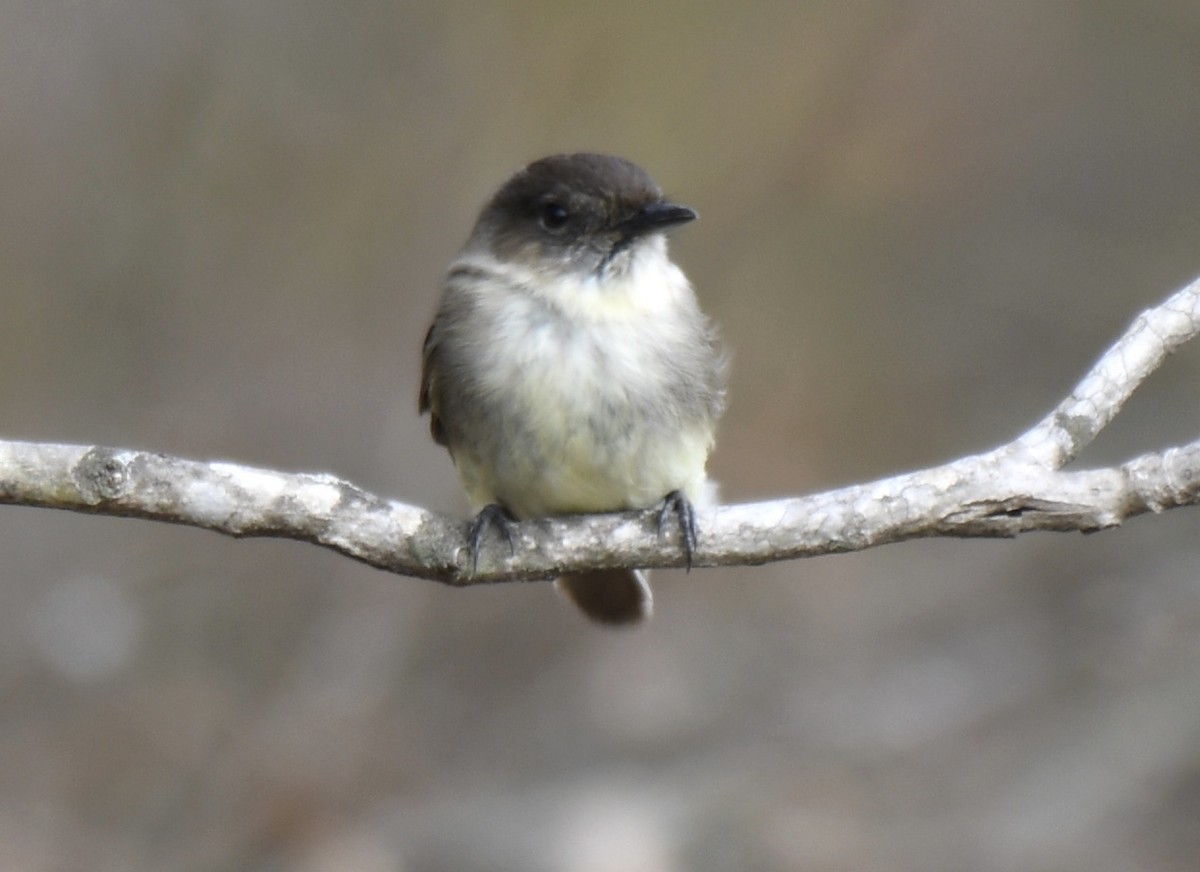 Eastern Phoebe - ML294903091