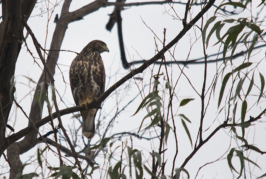 Harris's Hawk - ML294903541