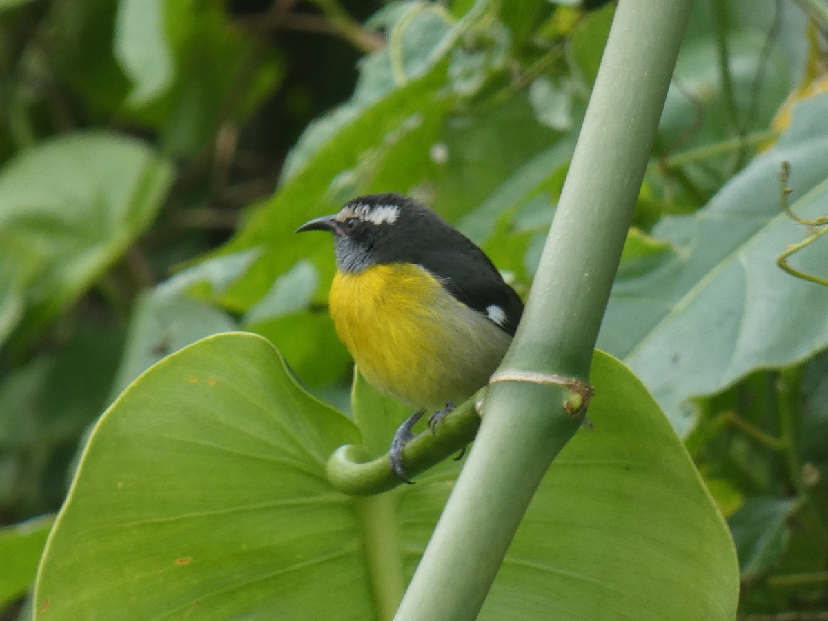 Sucrier à ventre jaune - ML294904361