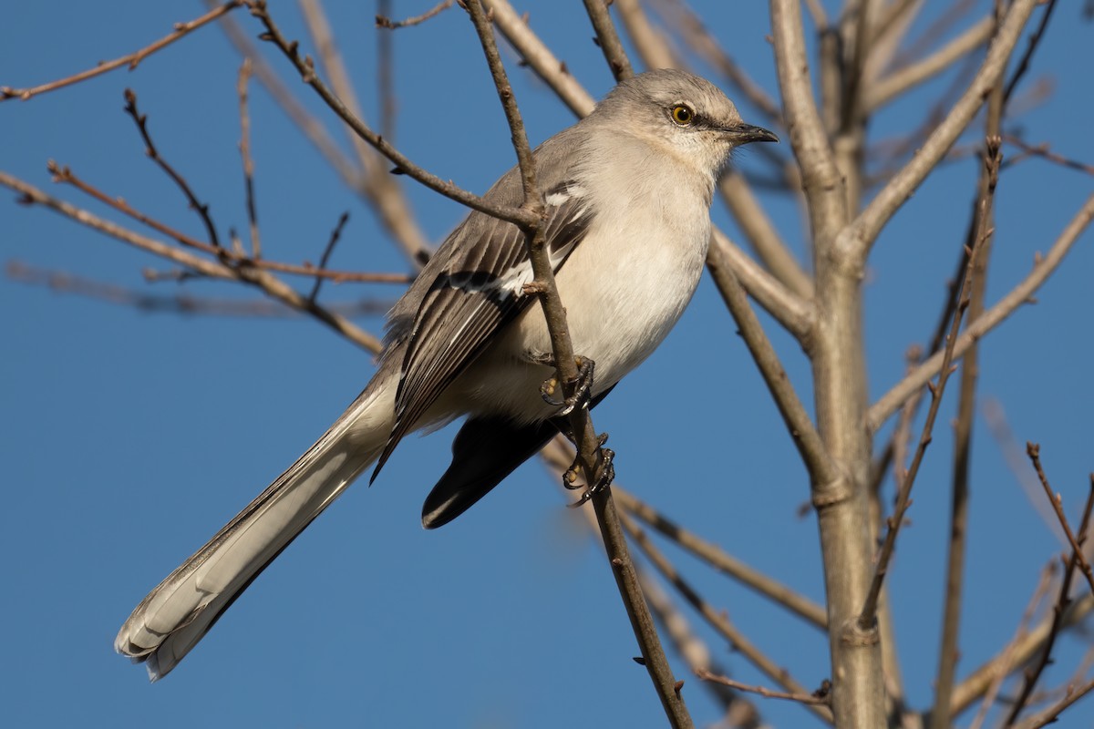 Northern Mockingbird - ML294907221