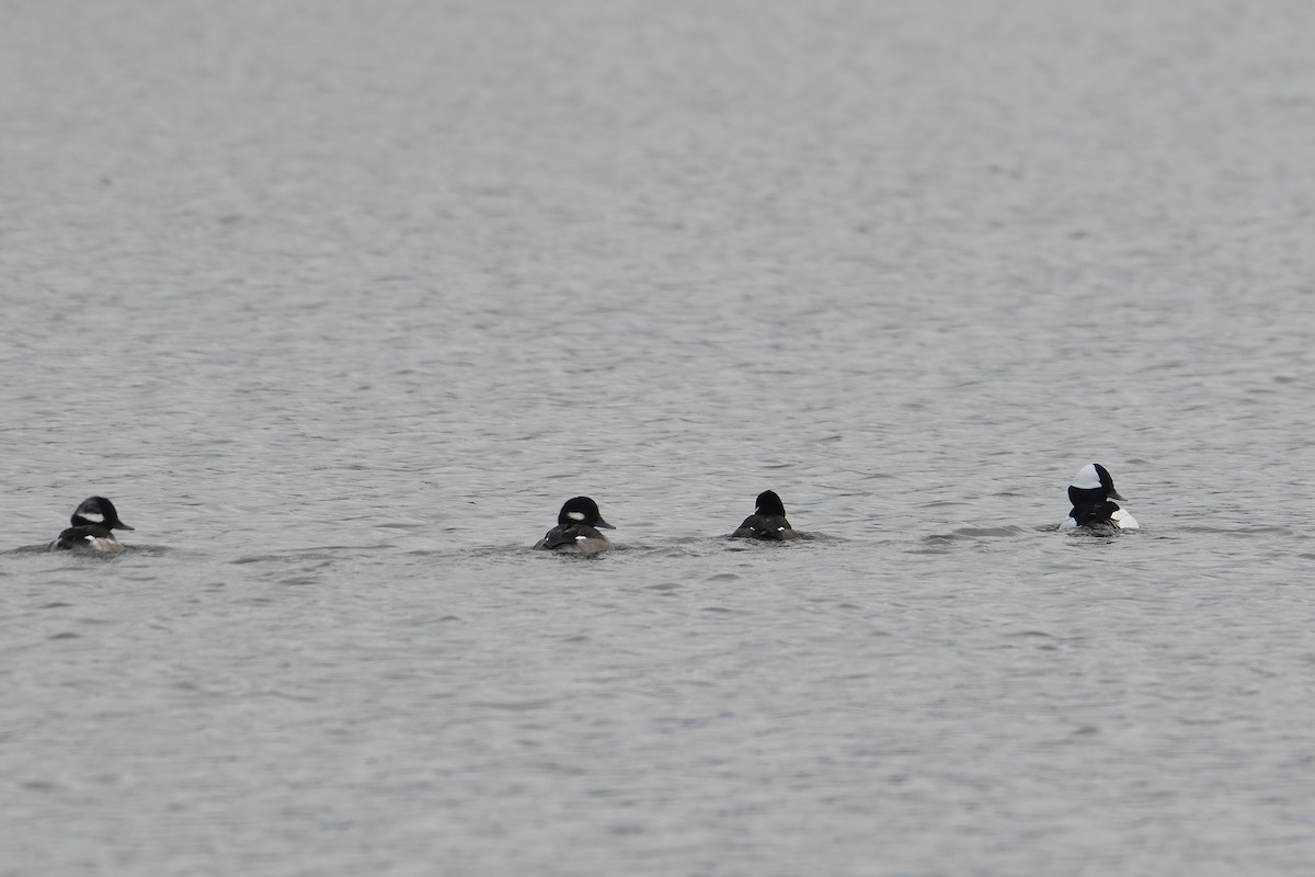 Bufflehead - ML294907441