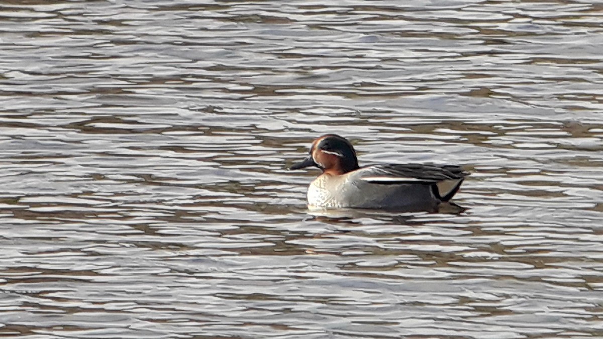 Green-winged Teal - ML294907491