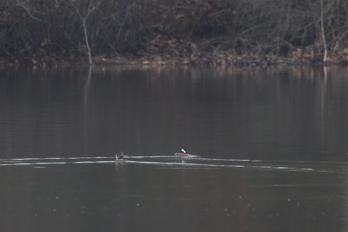 Hooded Merganser - ML294907531