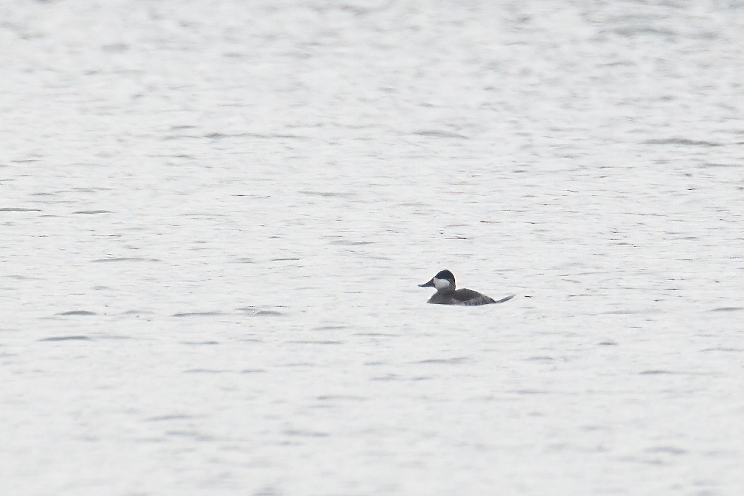 Ruddy Duck - ML294907731