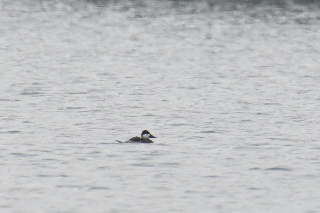 Ruddy Duck - ML294907741