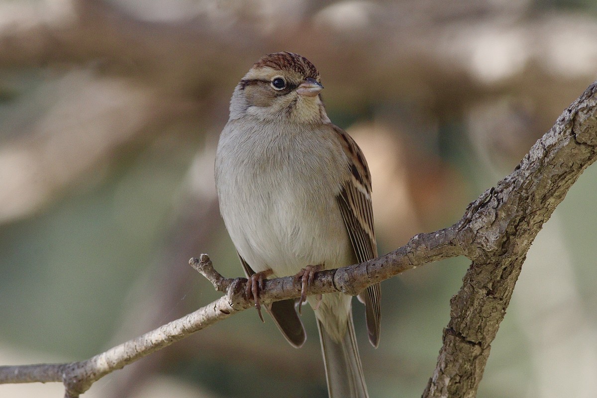 Chipping Sparrow - Cameron Tescher