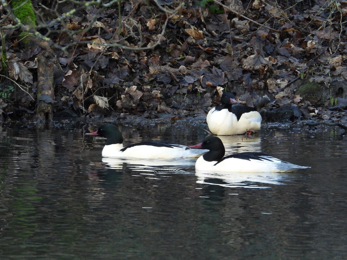 Common Merganser - ML294909241