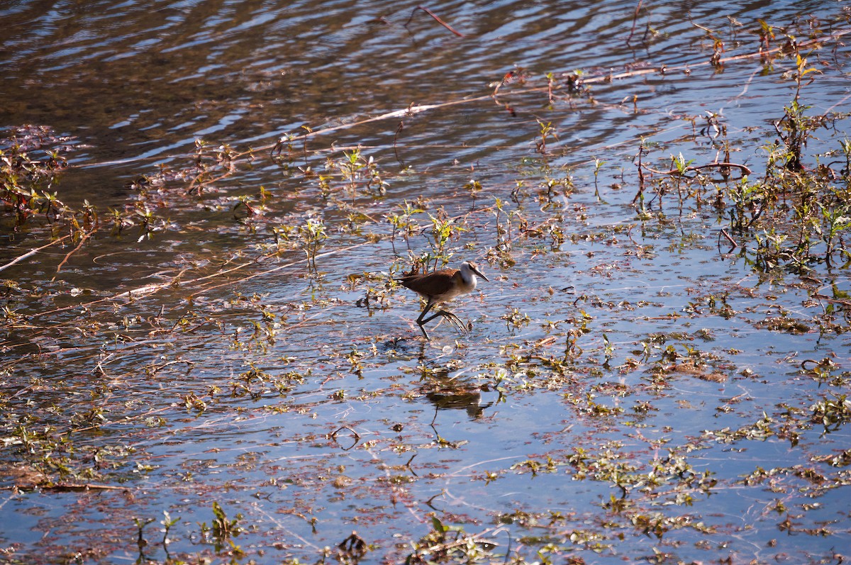 African Jacana - ML294912211