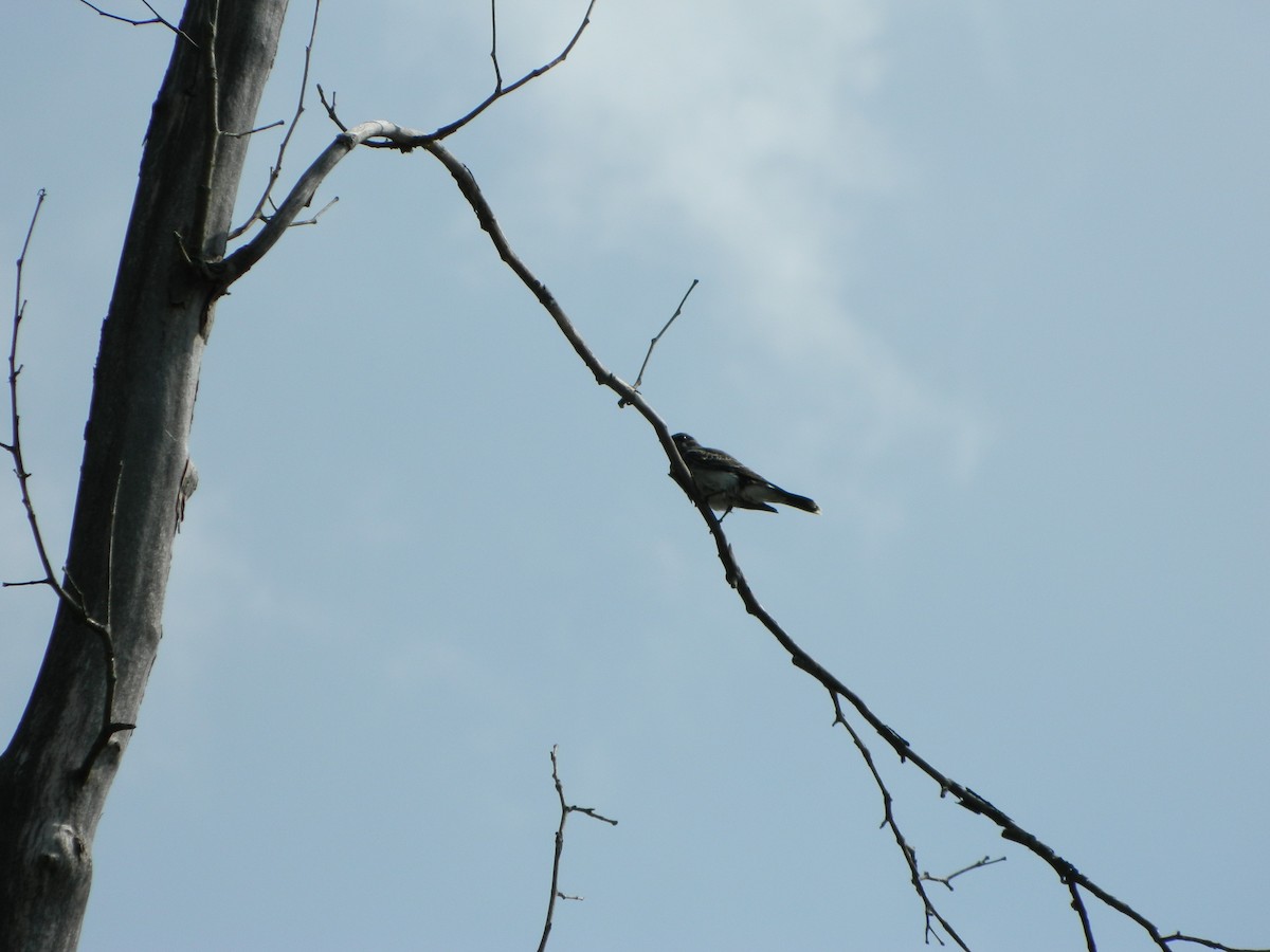 Eastern Kingbird - ML294914361