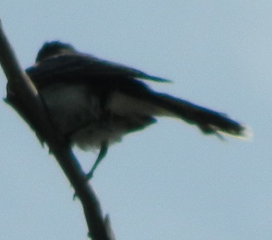 Eastern Kingbird - ML294914421