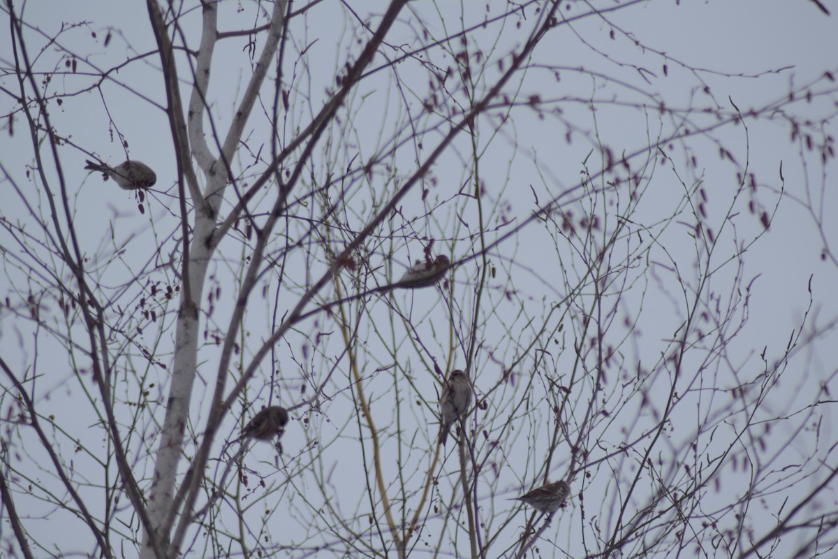 Common Redpoll - ML294916281