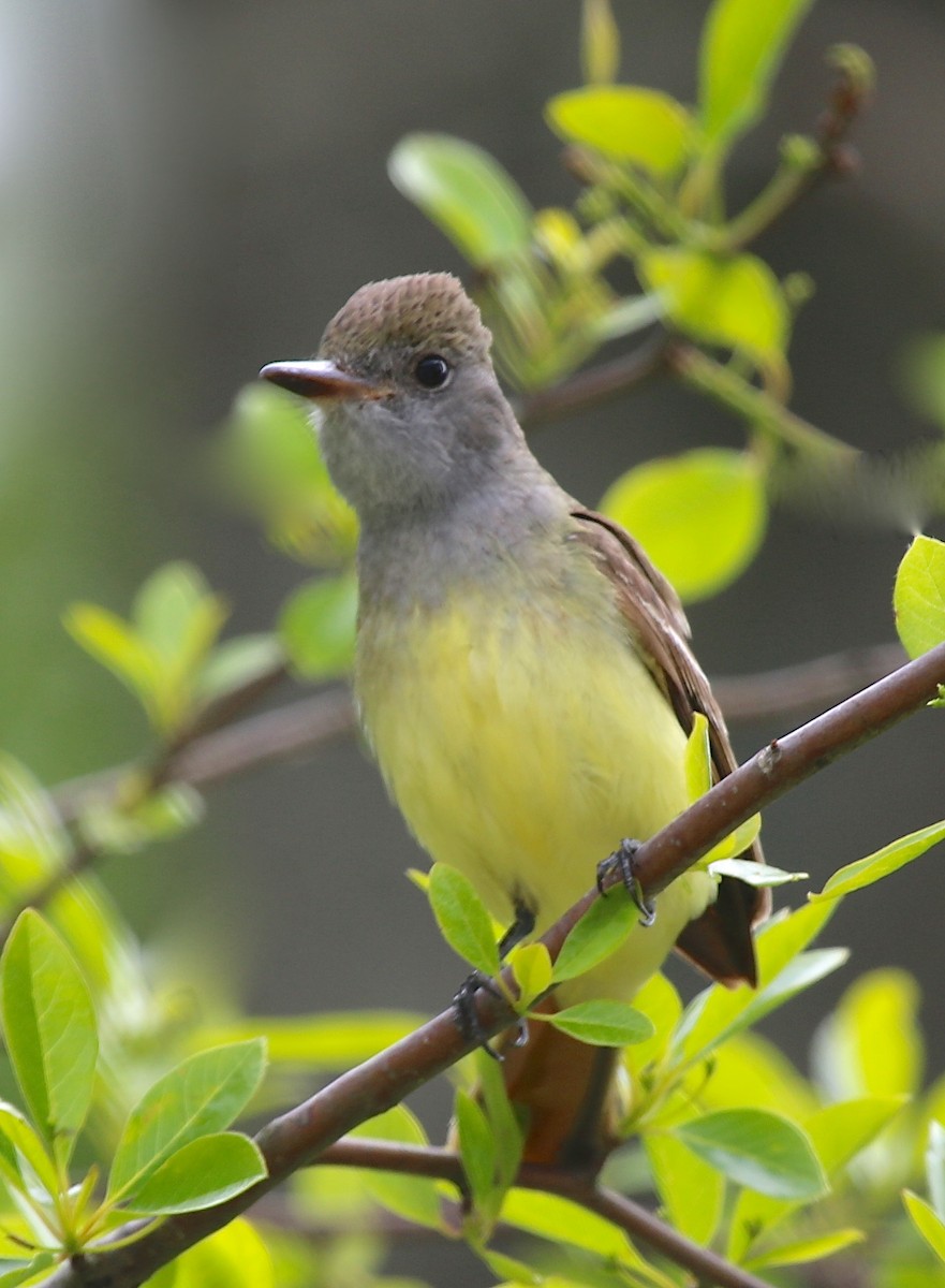 Great Crested Flycatcher - ML29491721