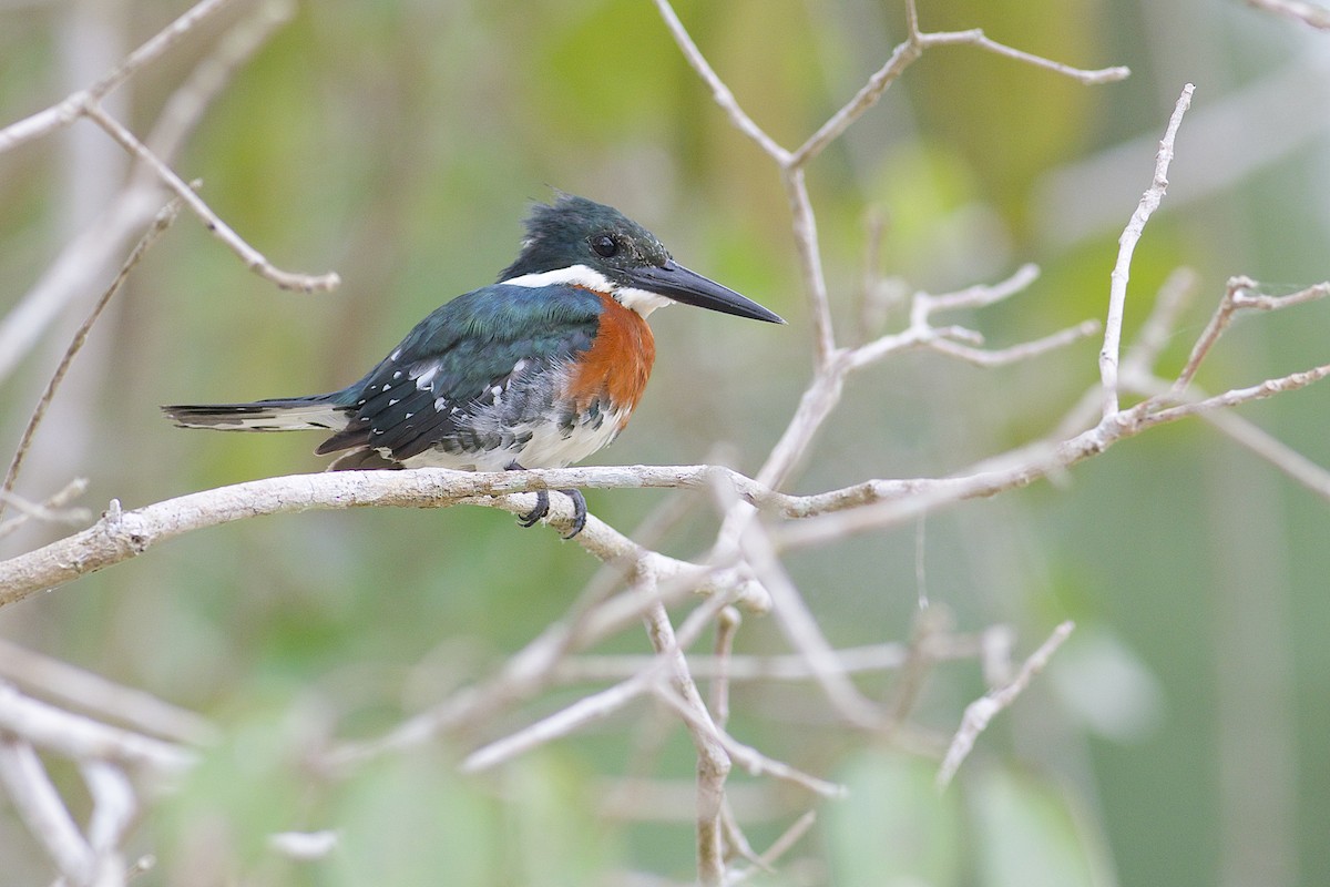 Green Kingfisher - ML294917411